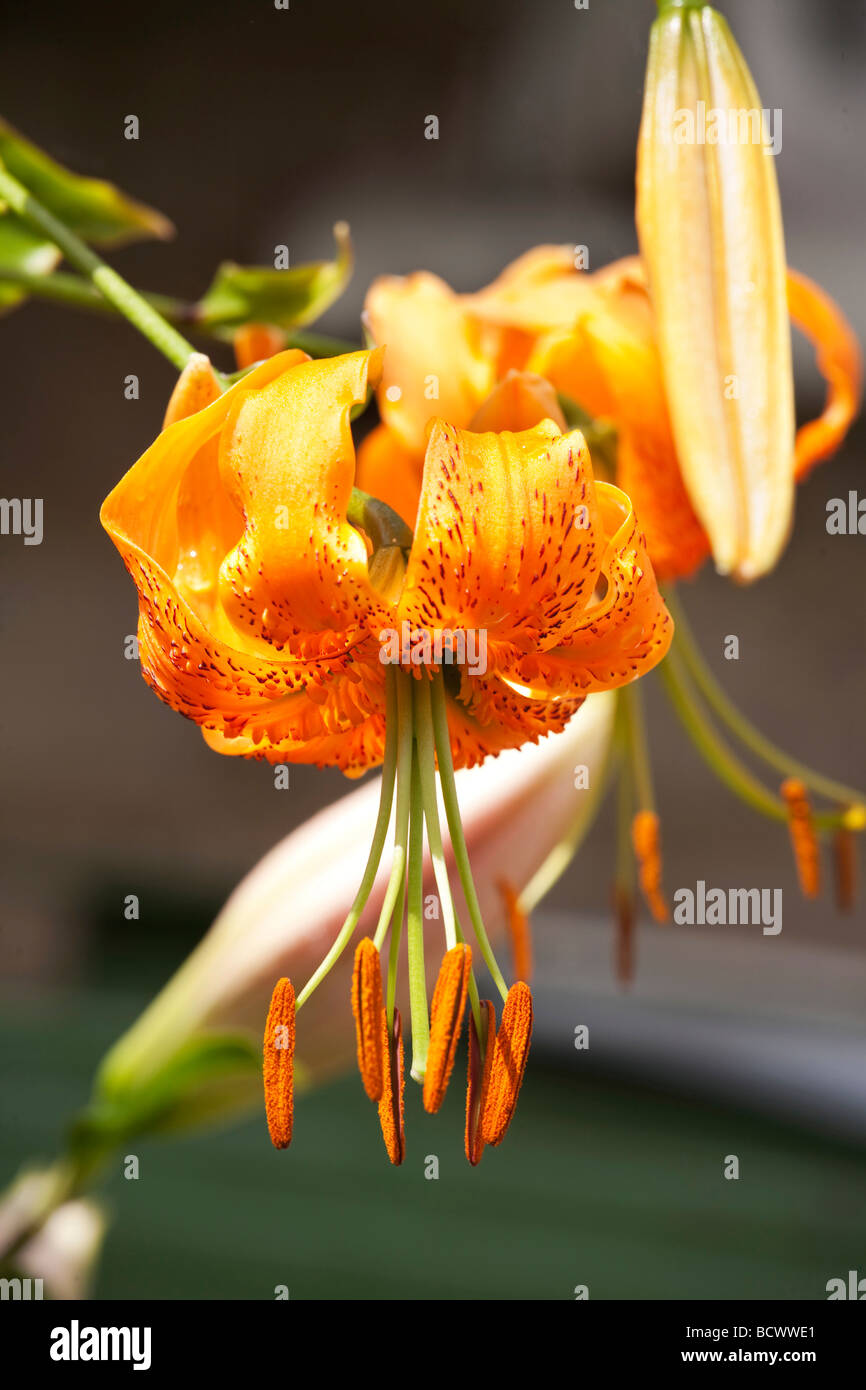 bright orange and green lilly flower close up Stock Photo