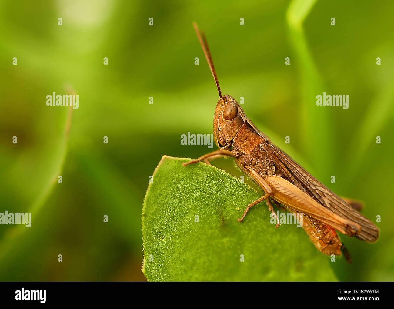 Close up on grasshopper in the field Stock Photo