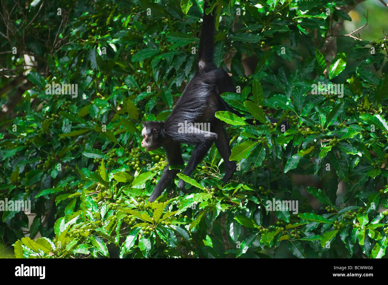 MACACO ARANHA DE TESTA BRANCA (WHITE-CHEEKED SPIDER MONKEY-ING