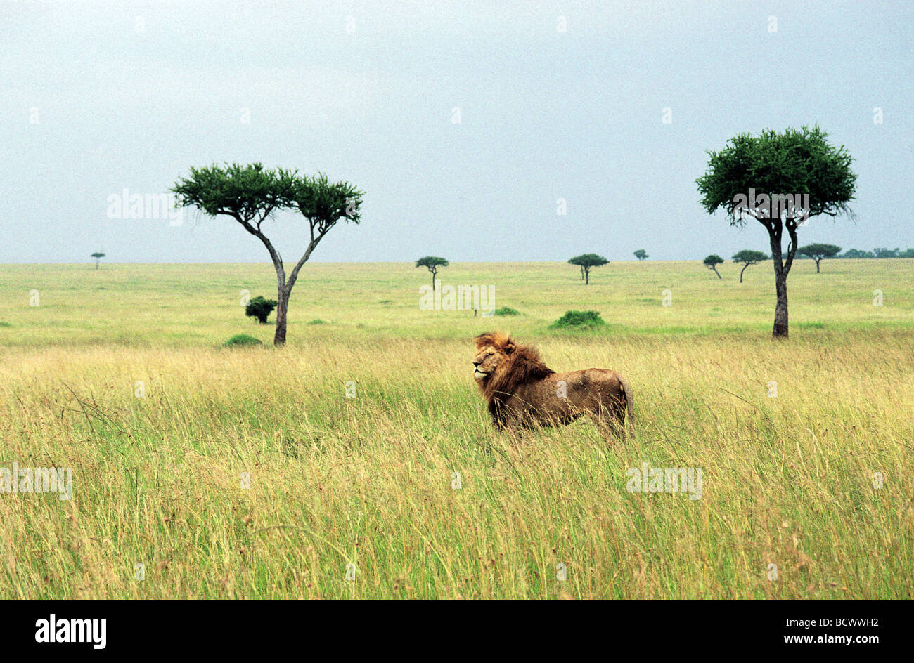 Male Lion on look out for prey in grassland savannah and Balanites trees Masai Mara National Reserve Kenya East Africa Stock Photo