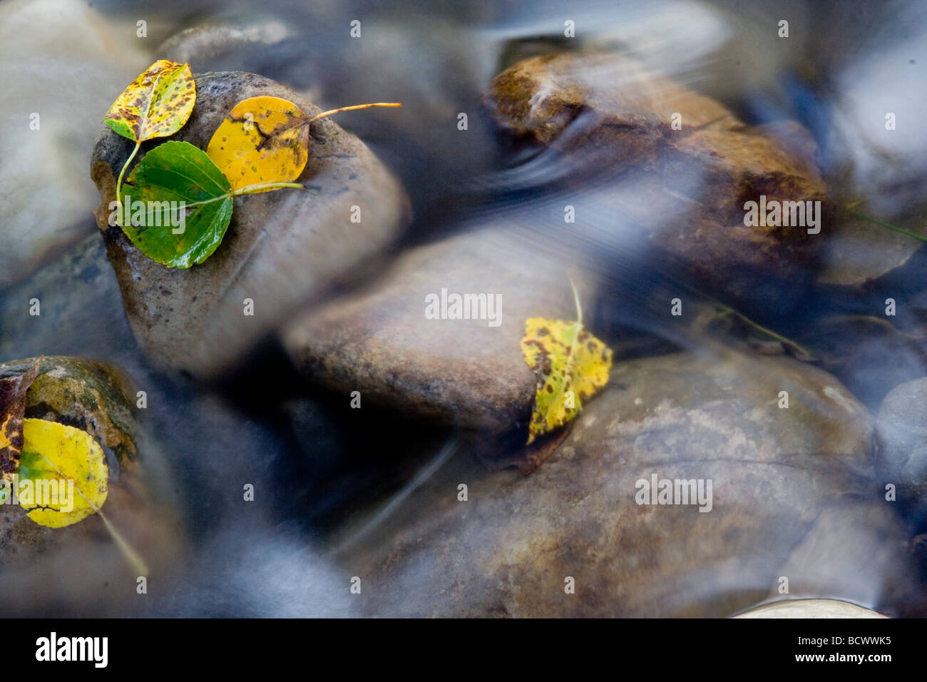Autumn leaves held in place by rocks in a blurred stream. Stock Photo