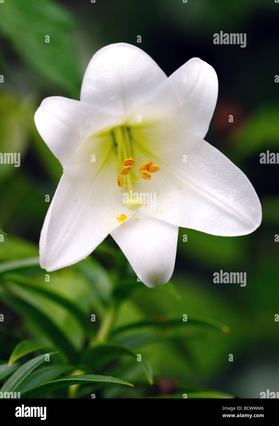 Closeup of a November or Easter Lily Lilium longiflorum Stock Photo