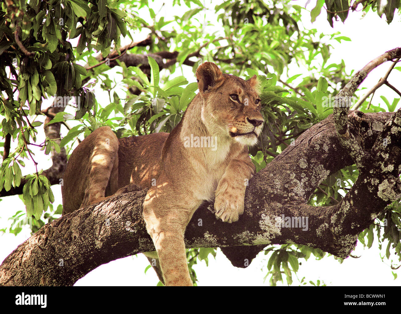 Tree climbing lioness lion resting on branch of fig tree ficus Masai Mara National Reserve Kenya East Africa Stock Photo