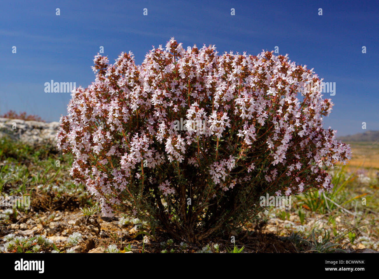 Thyme Thymus vulgaris Alicante Spain Stock Photo