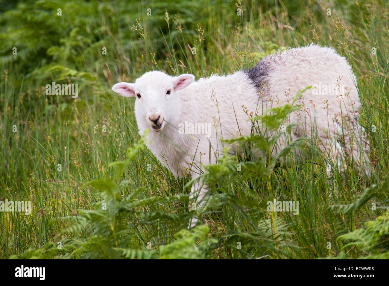 Sheep Grazing Stock Photo