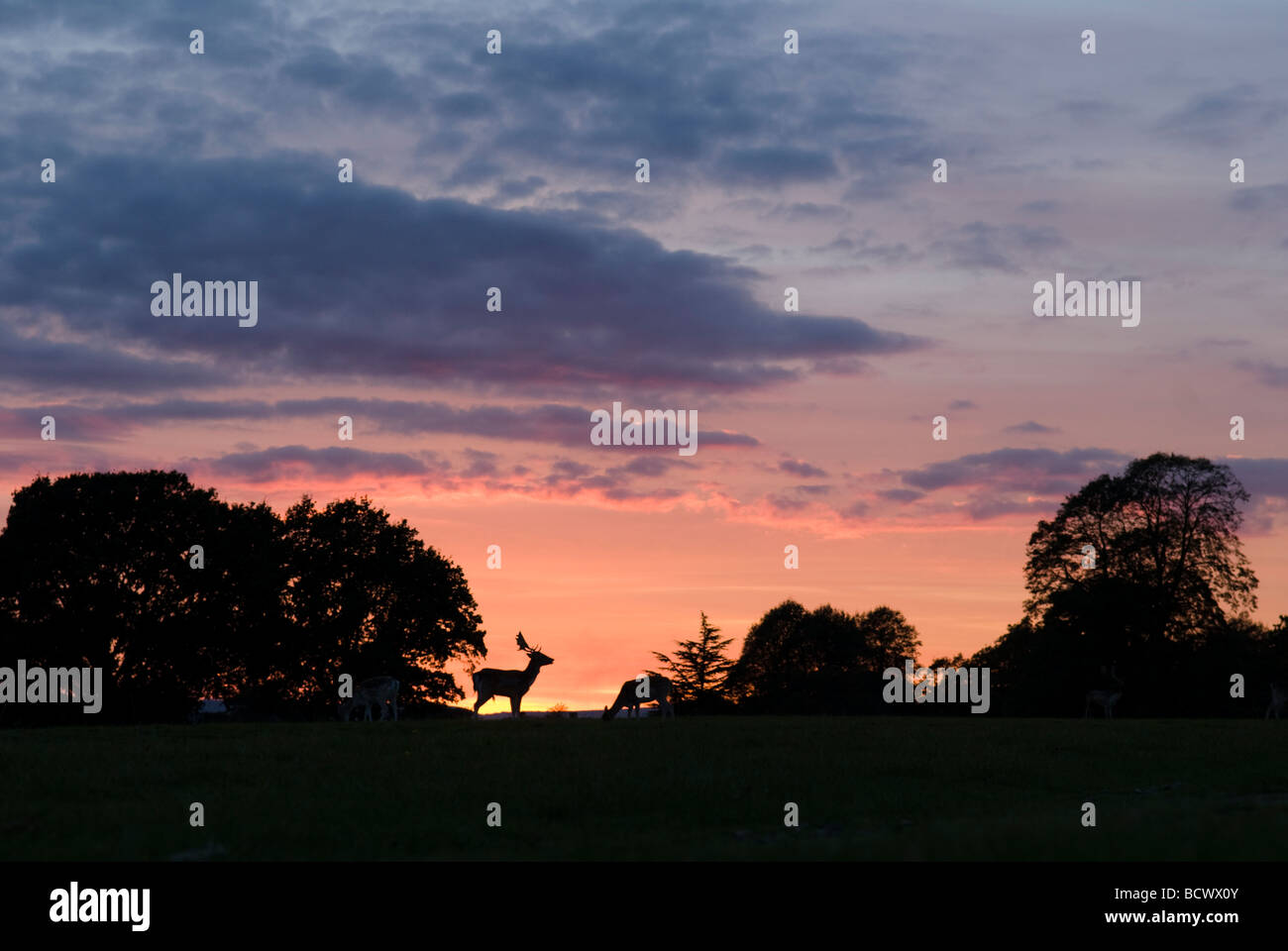 West Sussex UK October Fallow deer Dama dama Sunset Stock Photo