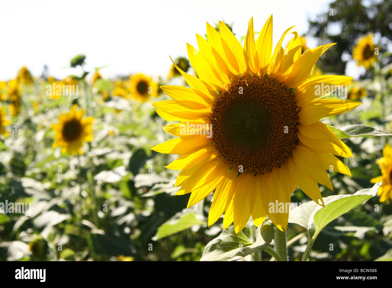 Indian sunflower seeds hires stock photography and images Alamy