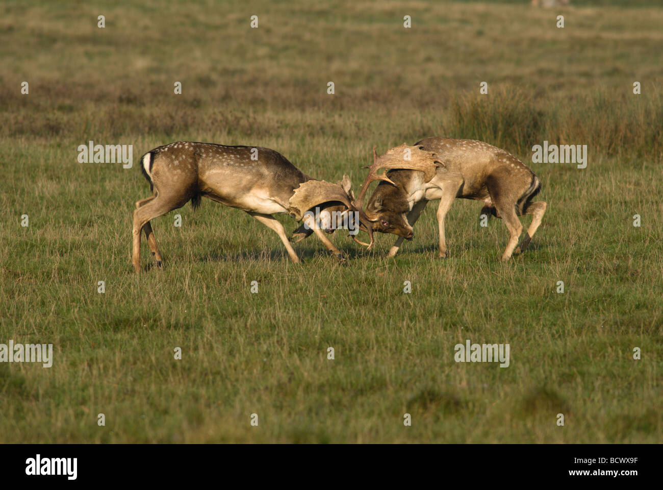 Mating for deer hi-res stock photography and images - Alamy