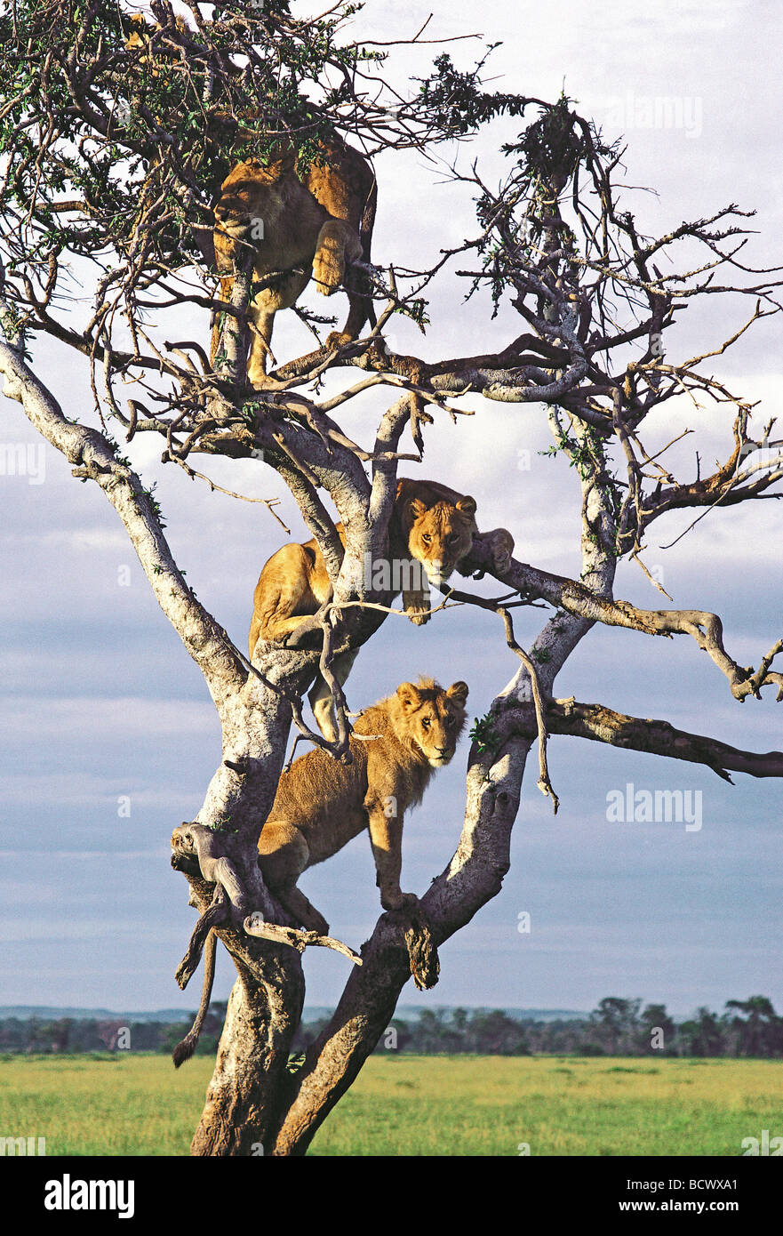 Four tree climbing lions high in the branches of old balanites tree Masai Mara National Reserve Kenya East Africa Stock Photo