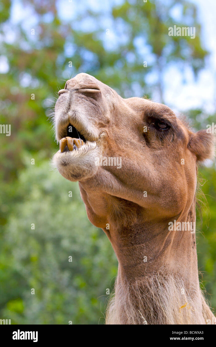 DROMEDAR P ENGELSK visual data 3