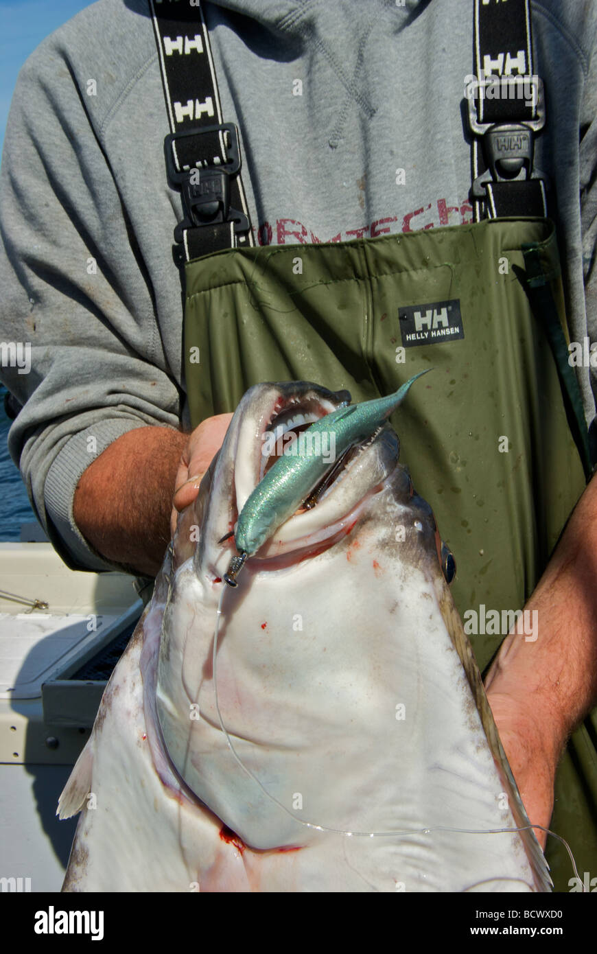 Pacific halibut sport fish caught with silicone plastic grub lure Stock Photo
