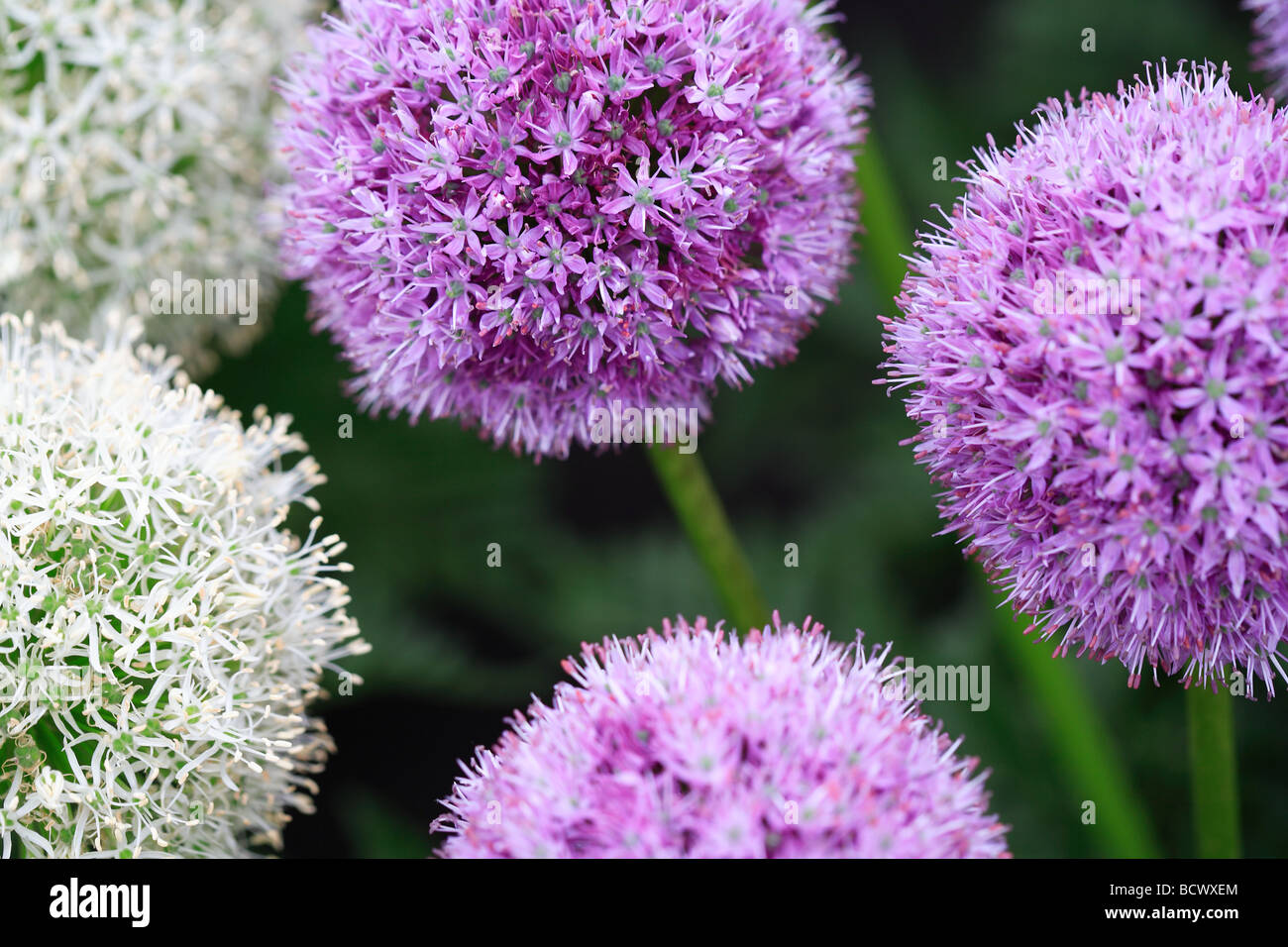 Purple and white alliums Stock Photo Alamy