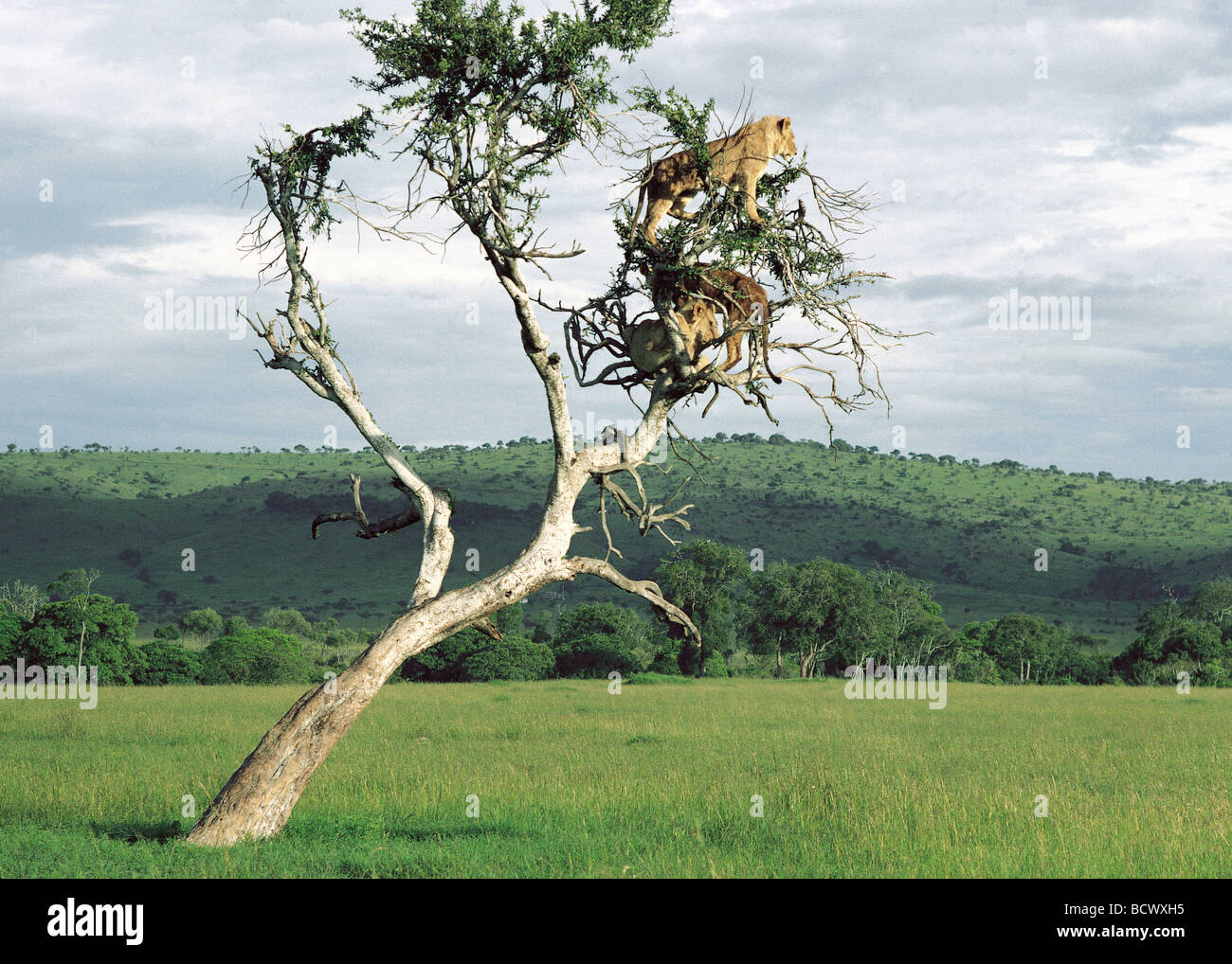 Three tree climbing lions high in the branches of old balanites tree Masai Mara National Reserve Kenya East Africa Stock Photo