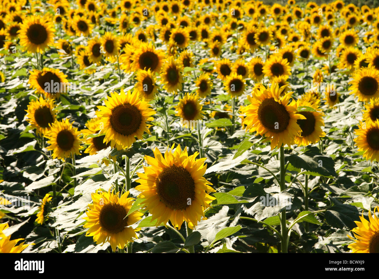 Indian Sunflower Seeds Stock Photos & Indian Sunflower Seeds Stock