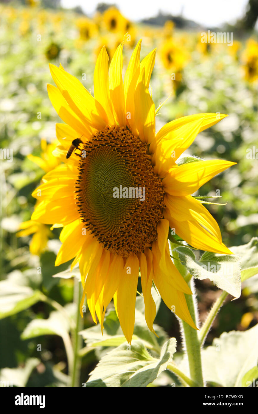 Growing sunflowers india hires stock photography and images Alamy