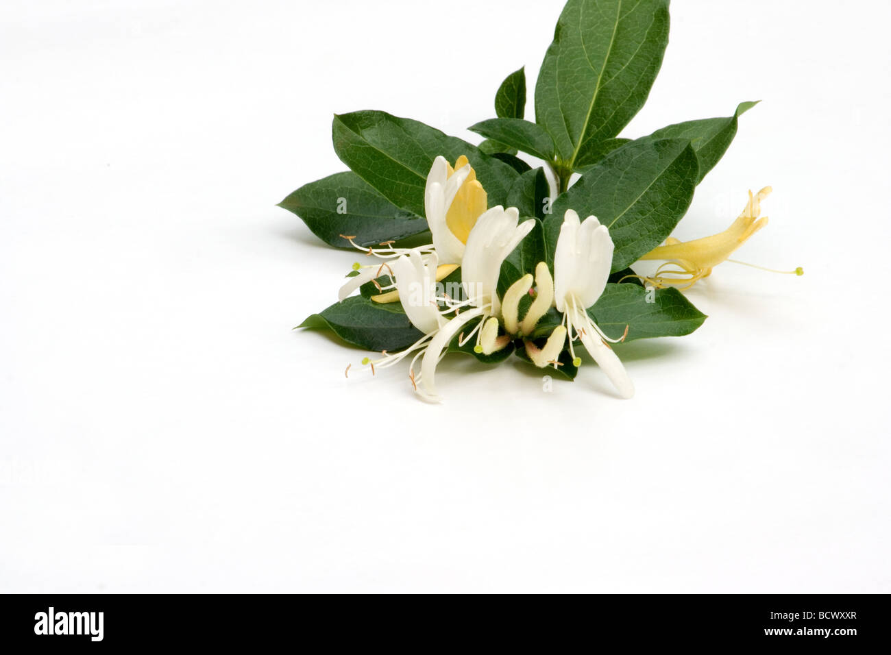 Close-up of honeysuckle flowers isolated on white background Stock Photo