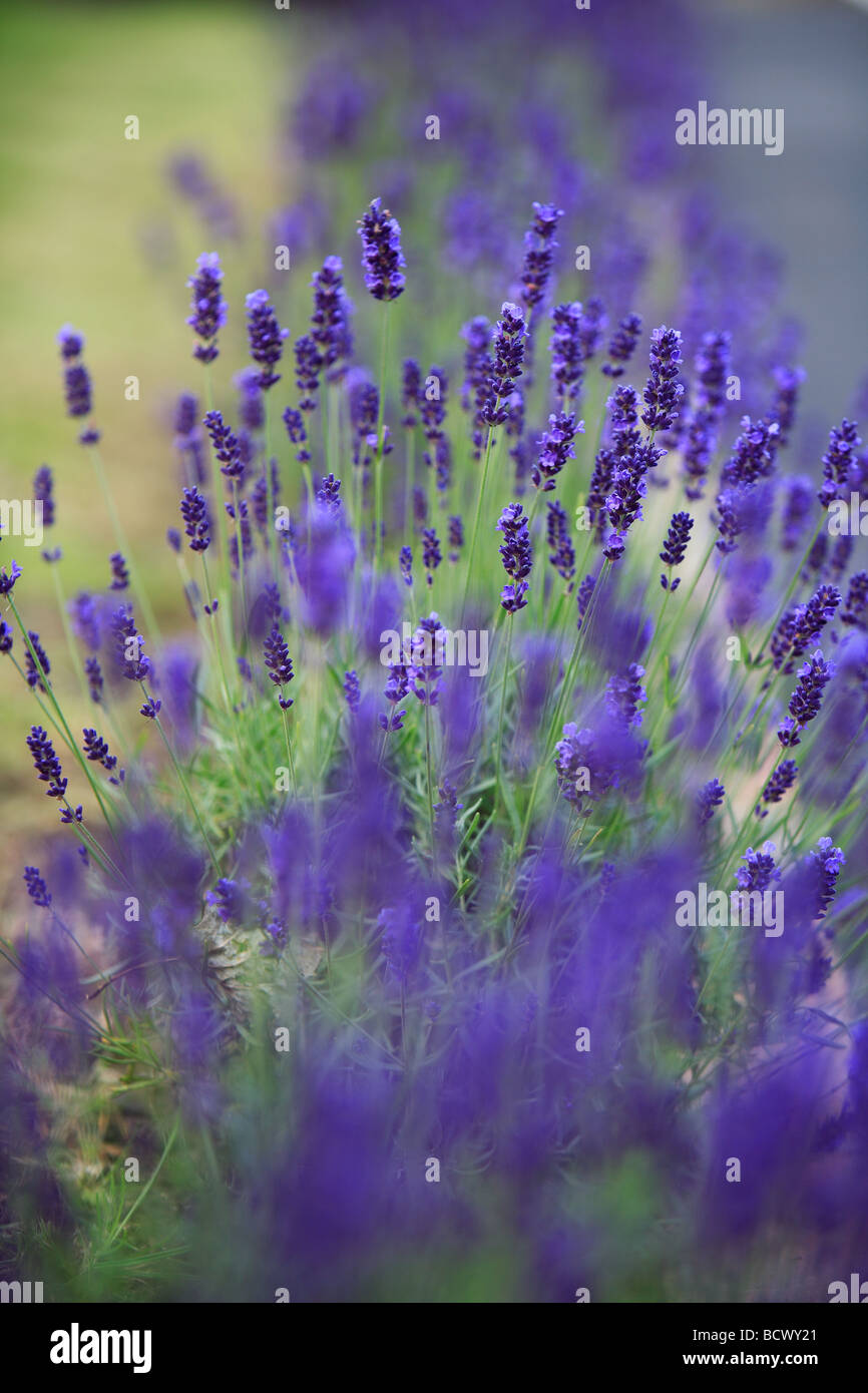 Lavender border close up Stock Photo Alamy