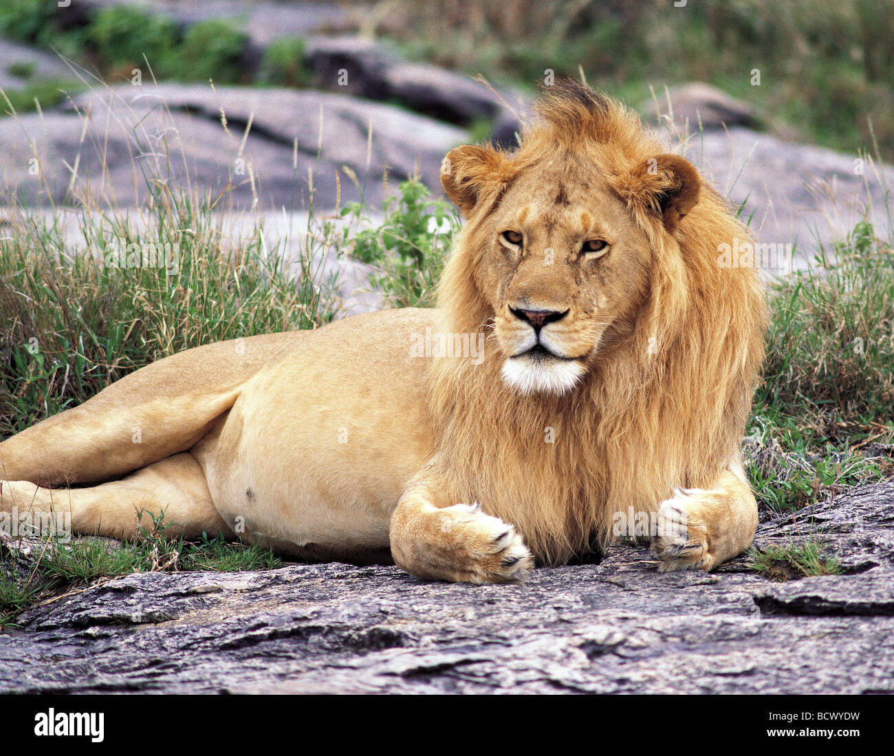 Male Lion with fine mane lying down looking into distance Serengeti National Park Tanzania East Africa Stock Photo