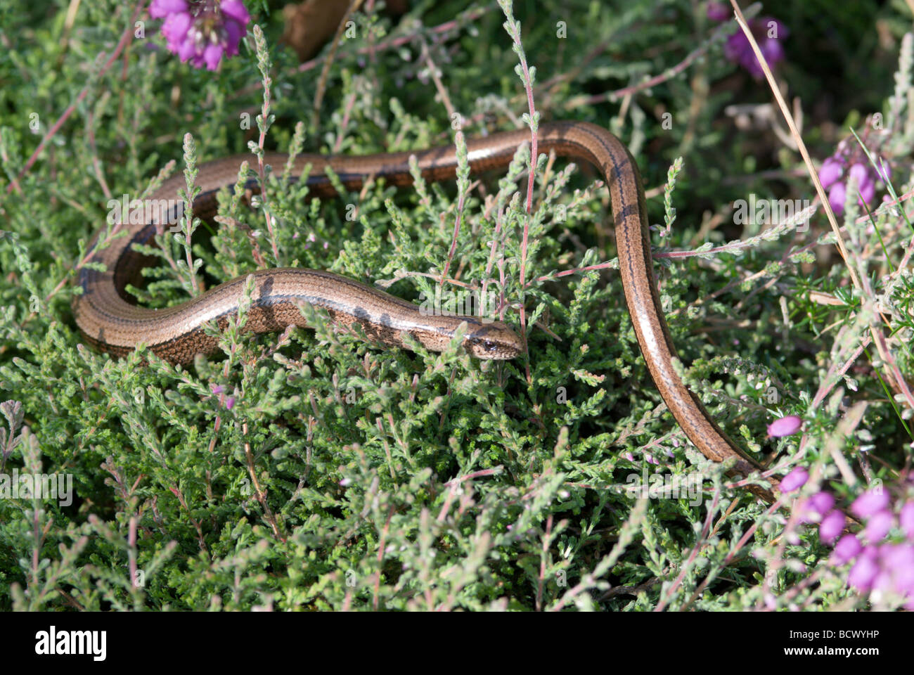 Slow worm snake hi-res stock photography and images - Alamy