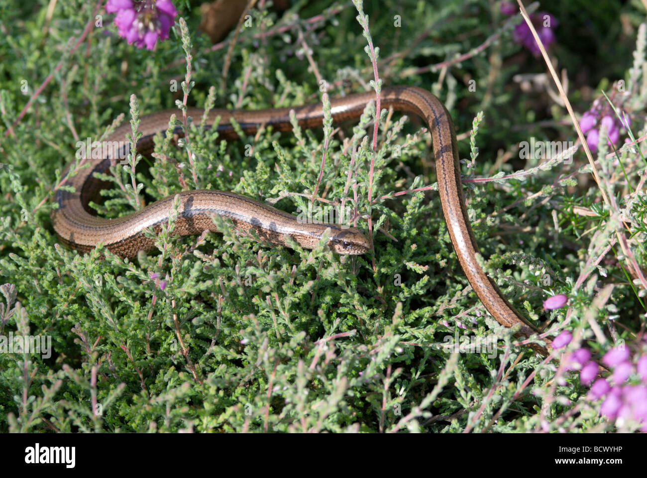Slow worm  warming itself in morning sun in heather on Stedham & Iping Common Midhurst Sussex UK July, Anguis fragilis, Stock Photo
