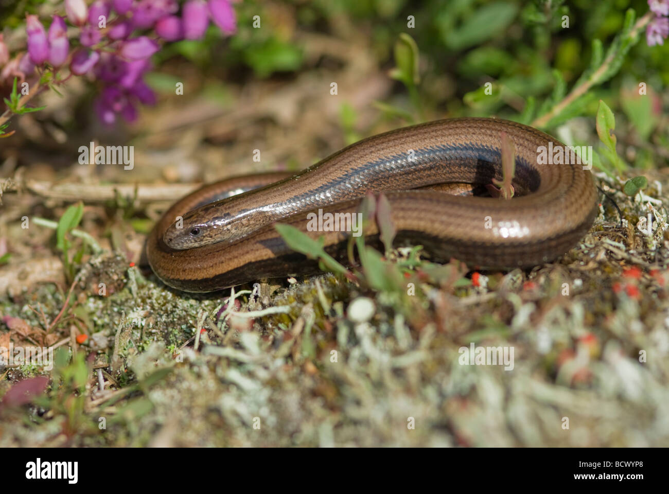 Slow worm  warming itself in morning sun in heather on Stedham & Iping Common Midhurst Sussex UK July, Anguis fragilis, Stock Photo