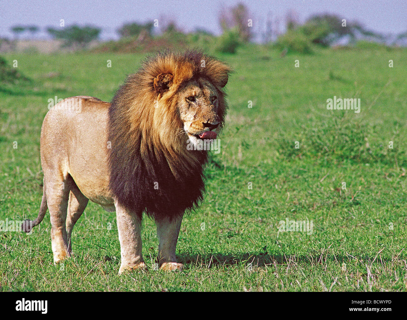 Large mature male Lion with fine dark black mane standing in short green grass Masai Mara National Reserve Kenya East Africa Stock Photo