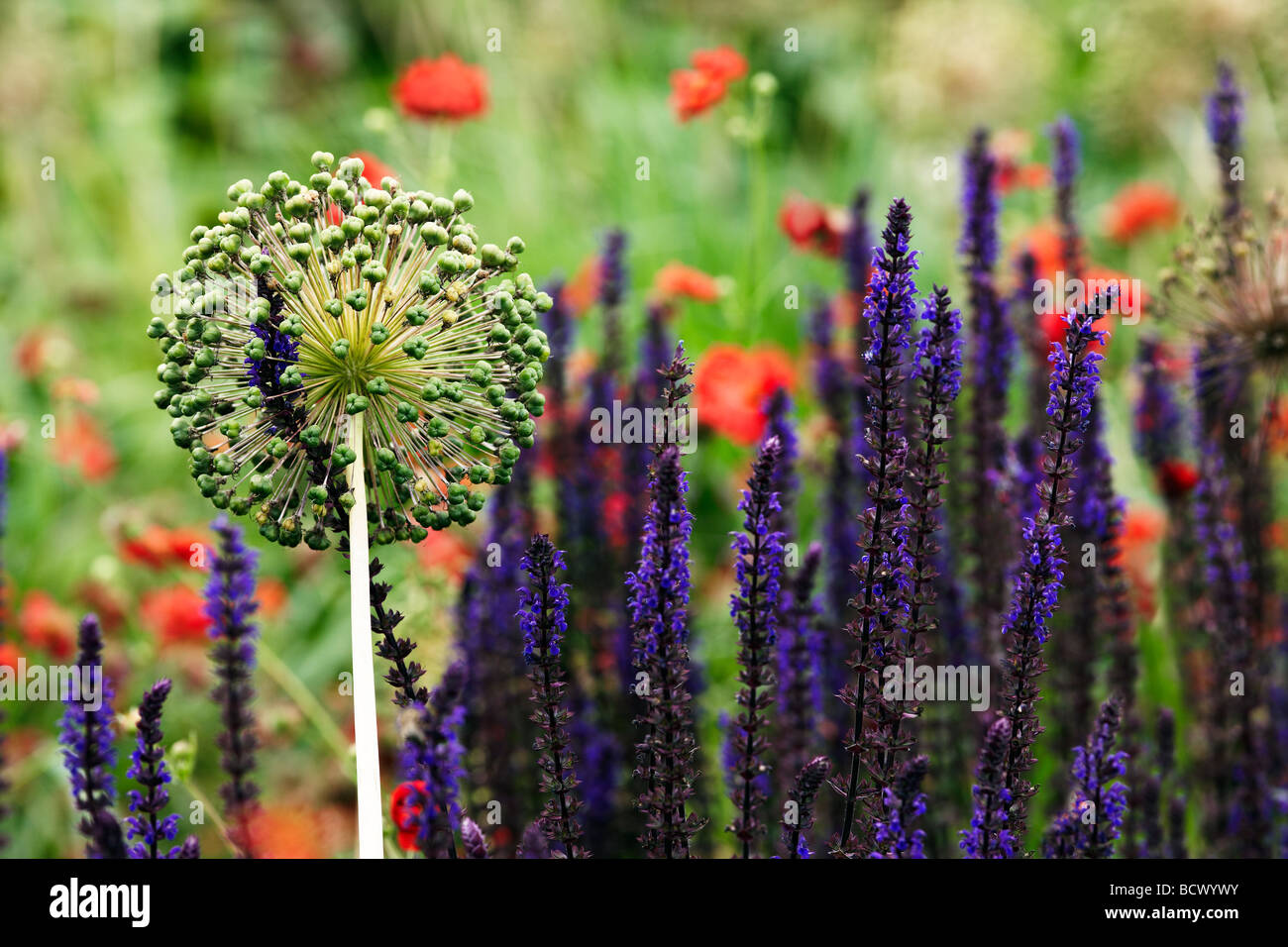 Allium seedhead amongst salvia and geums Stock Photo