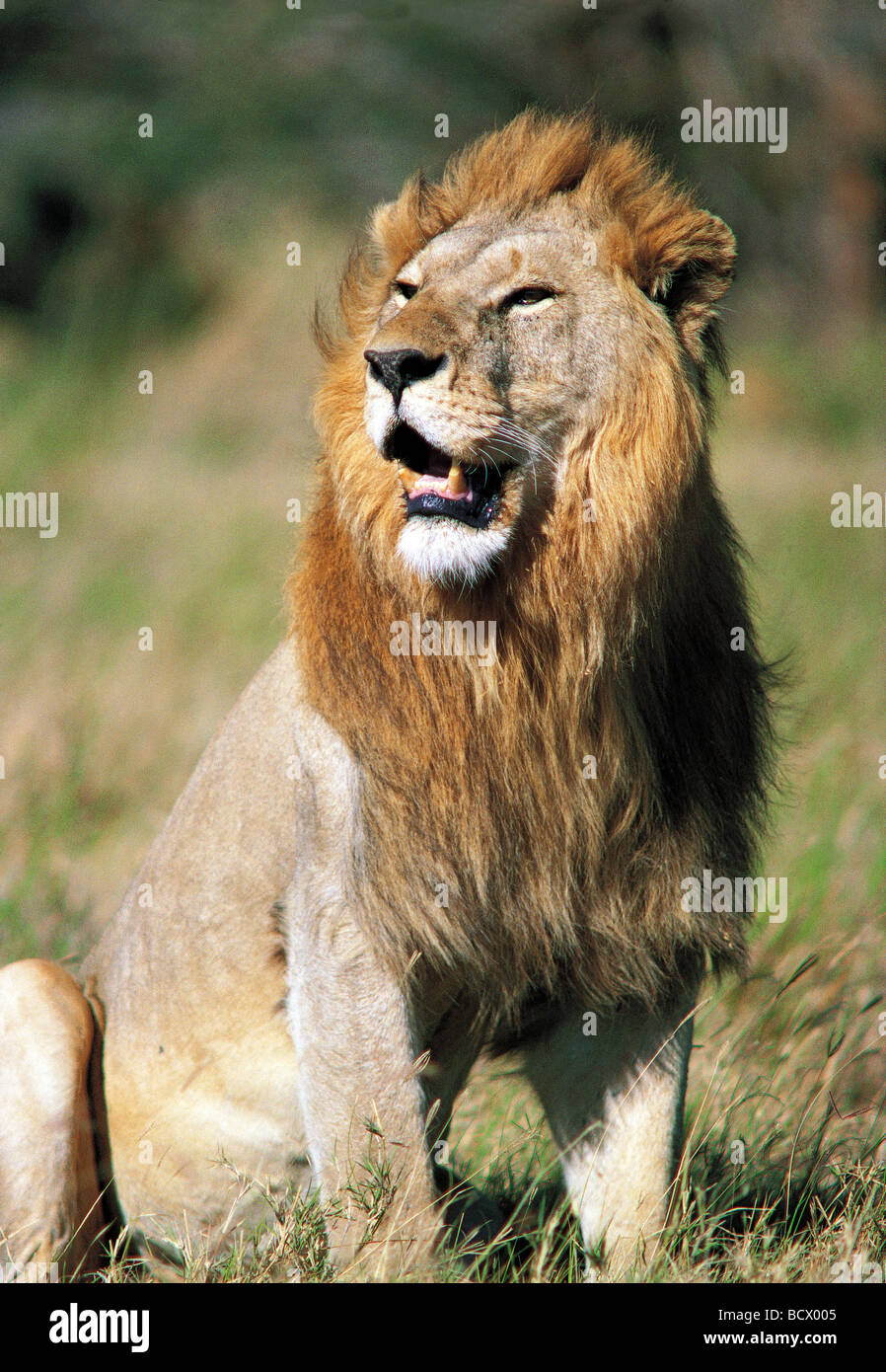 Large alert mature male Lion with fine blond mane sitting with head up looking into distance Serengeti National Park Tanzania Stock Photo