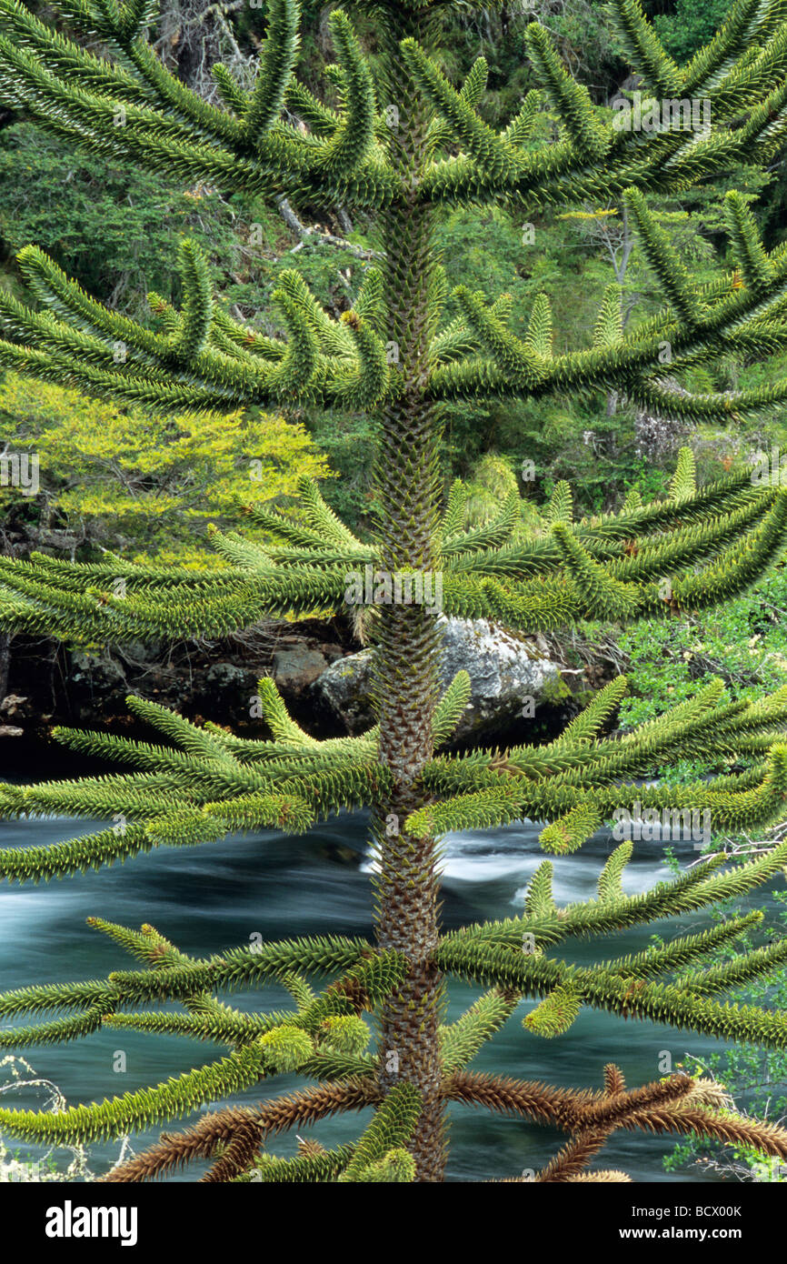 Monkey Puzzle Tree (Araucaria araucana) Lanin National Park Argentina Stock Photo
