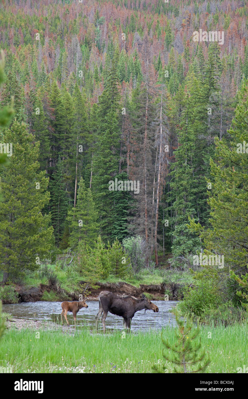 Rocky Mountain National Park Colorado A cow moose and her calf cross the Colorado River Stock Photo