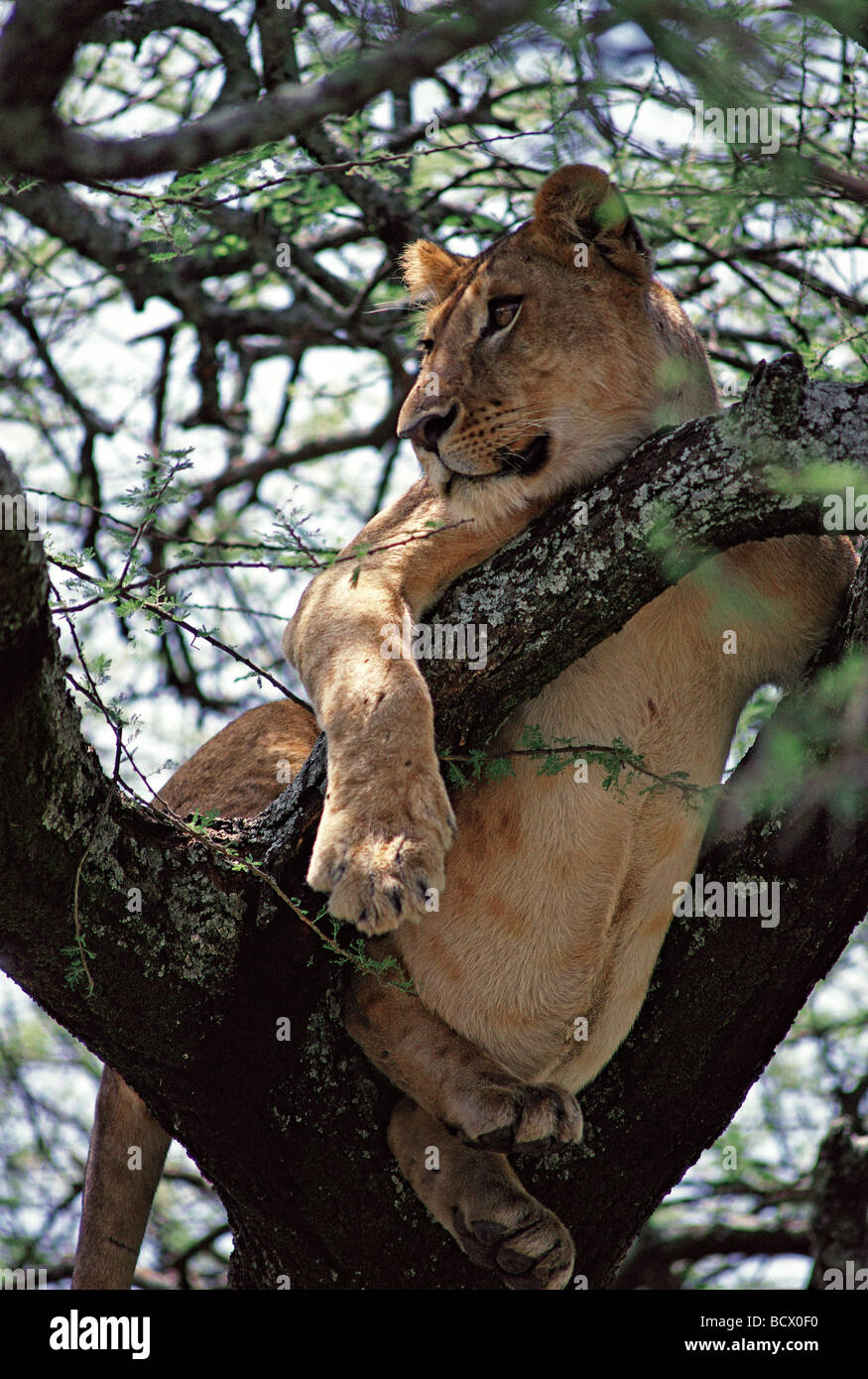 Tree climbing lioness lion resting on branch of acacia tree Serengeti National Park Tanzania East Africa Stock Photo