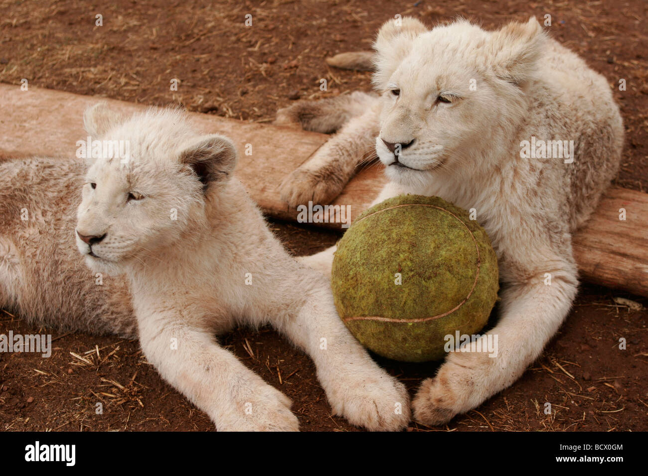lion ball toy