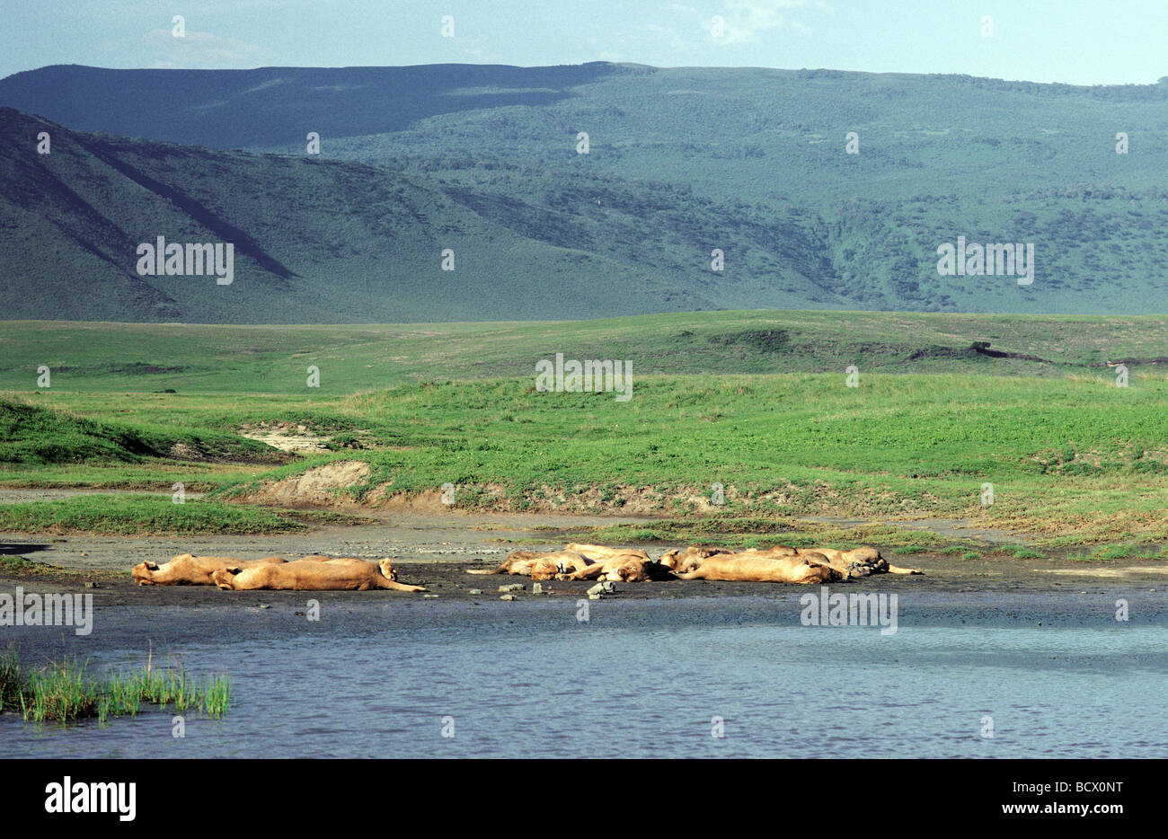 Lion pride of twelve 12 lionesses lying down fast asleep on shore of small lake pan Ngorongoro Crater Tanzania East Africa Stock Photo