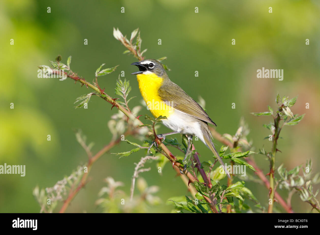 Yellow breasted Chat singing in Blackberry Bush Stock Photo