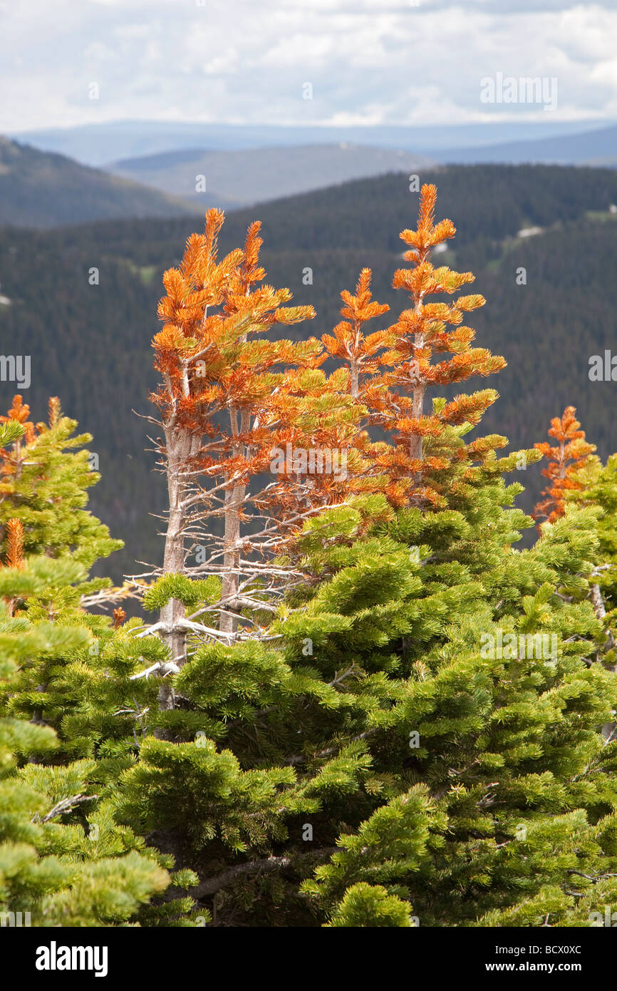 Rocky Mountain National Park Colorado Stunted red and green pine trees at tree line on Trail Ridge Stock Photo