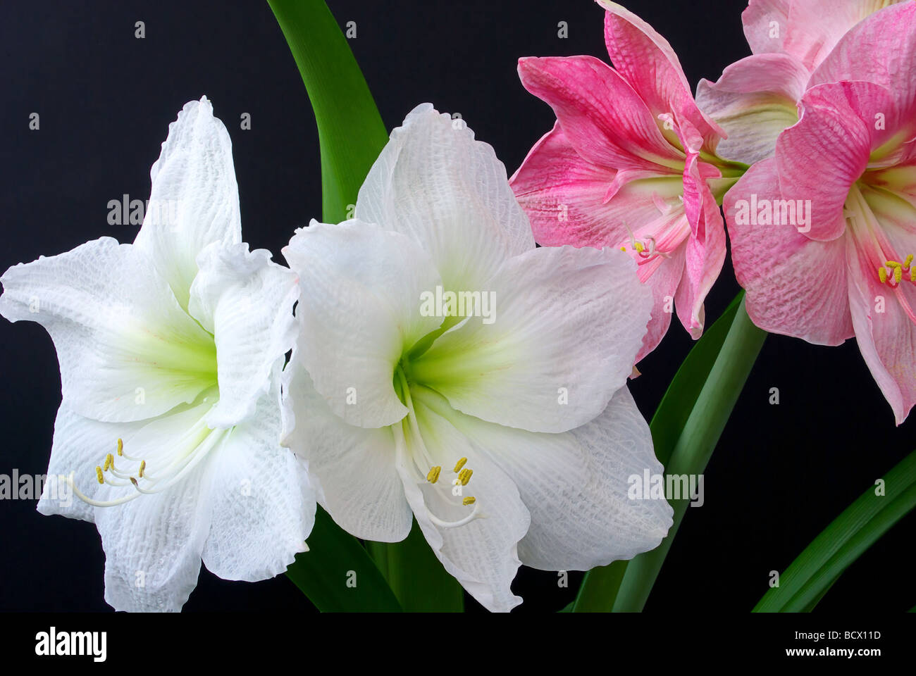 Amaryllis 03 Stock Photo