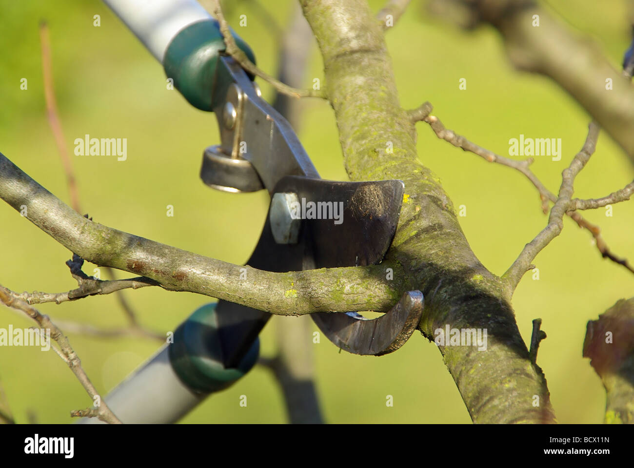 Baum verschneiden tree cutting 15 Stock Photo