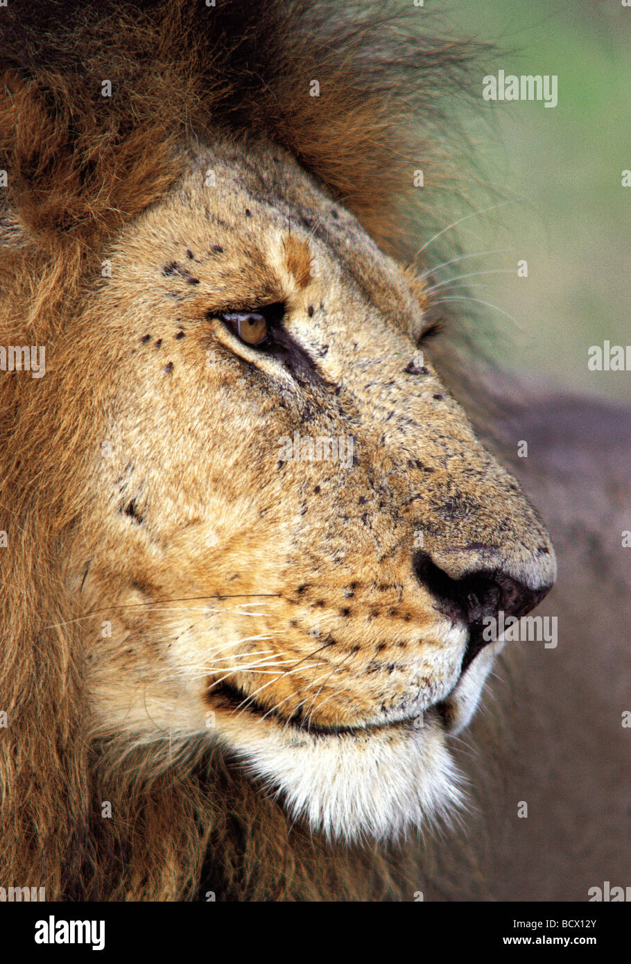 Close up portrait profile of male Lion showing flies and ticks on his face Masai Mara National Reserve Kenya East Africa Stock Photo