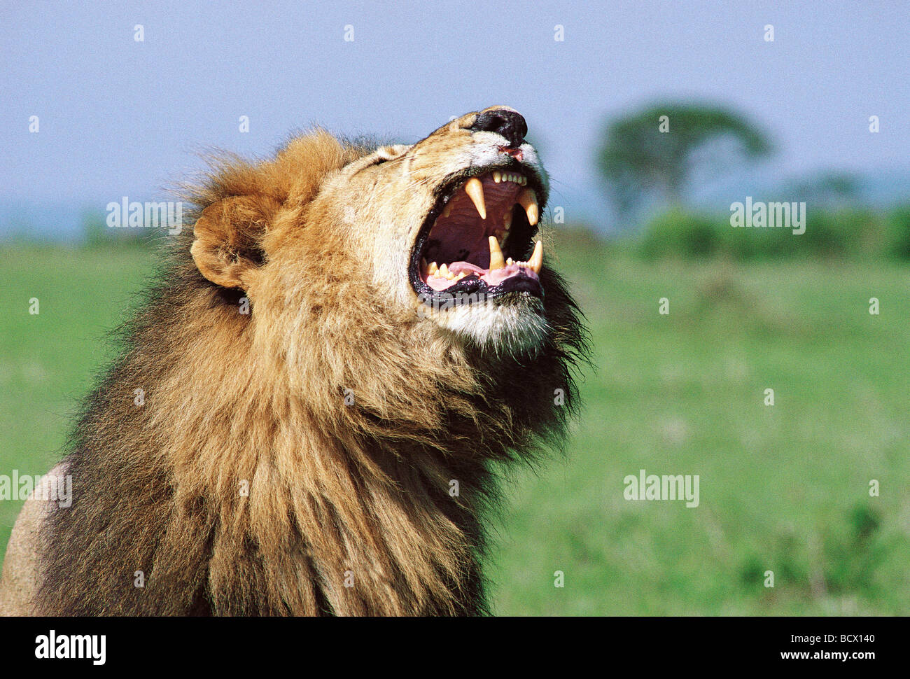 Portrait of Male Lion with typical FLEHMEN facial grimace whilst