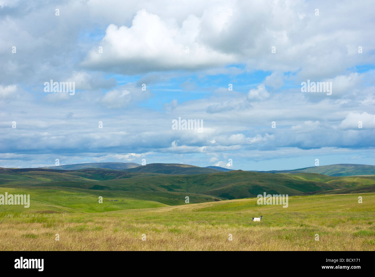 The Cheviot Hills near Chew Green, on the Otterburn Ranges