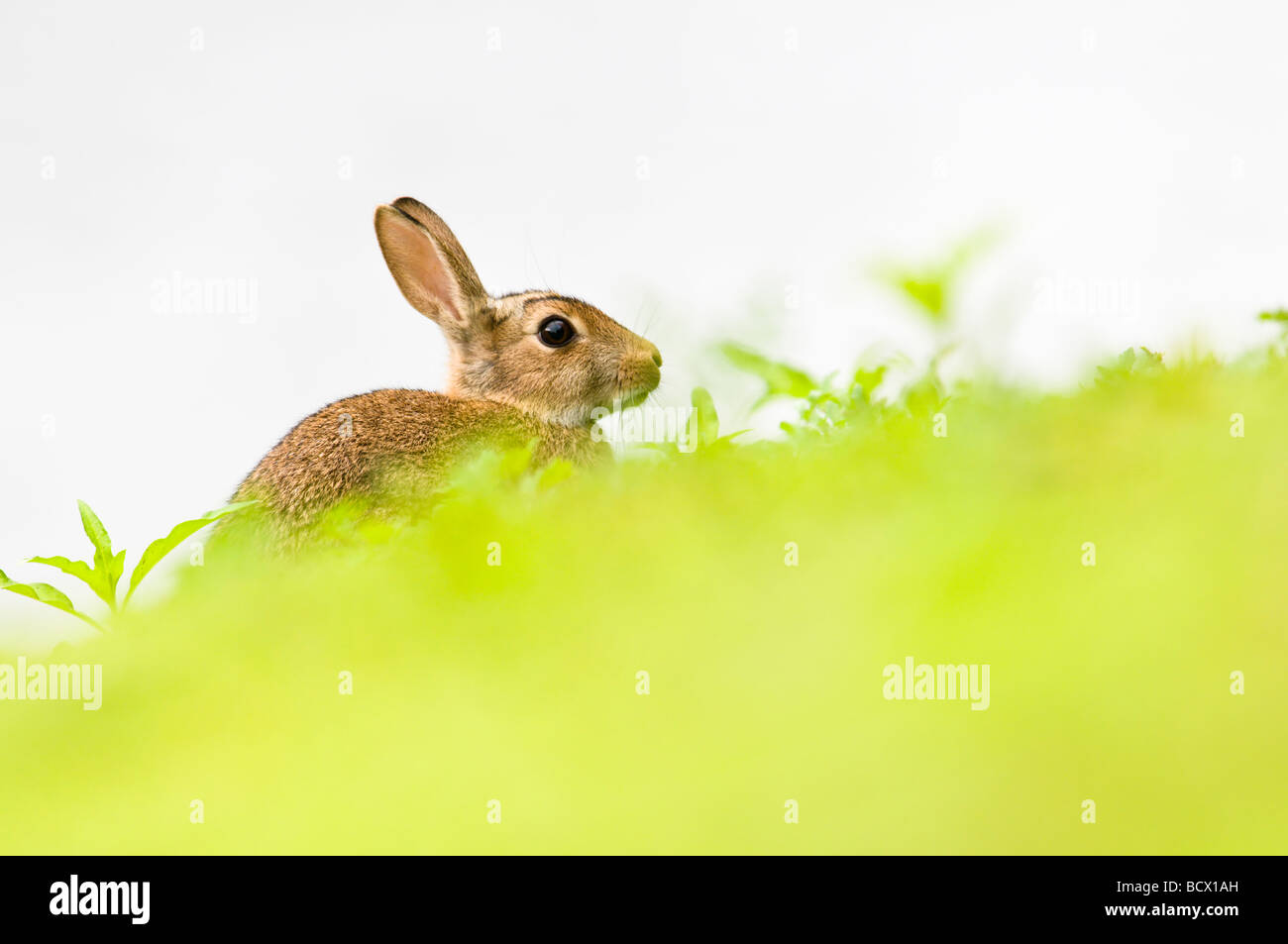 Rabbit foraging Stock Photo