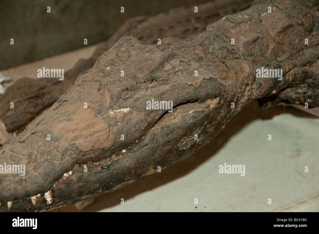 Egypt Kom Ombo temple mummified crocodile head teeth Stock Photo