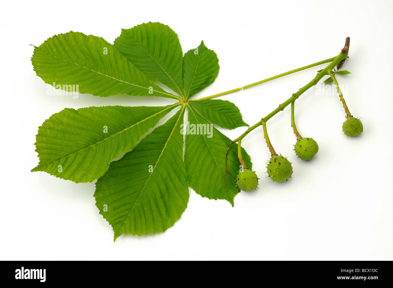 Horse Chestnut (Aesculus hippocastanum), twig with leaf and young ...