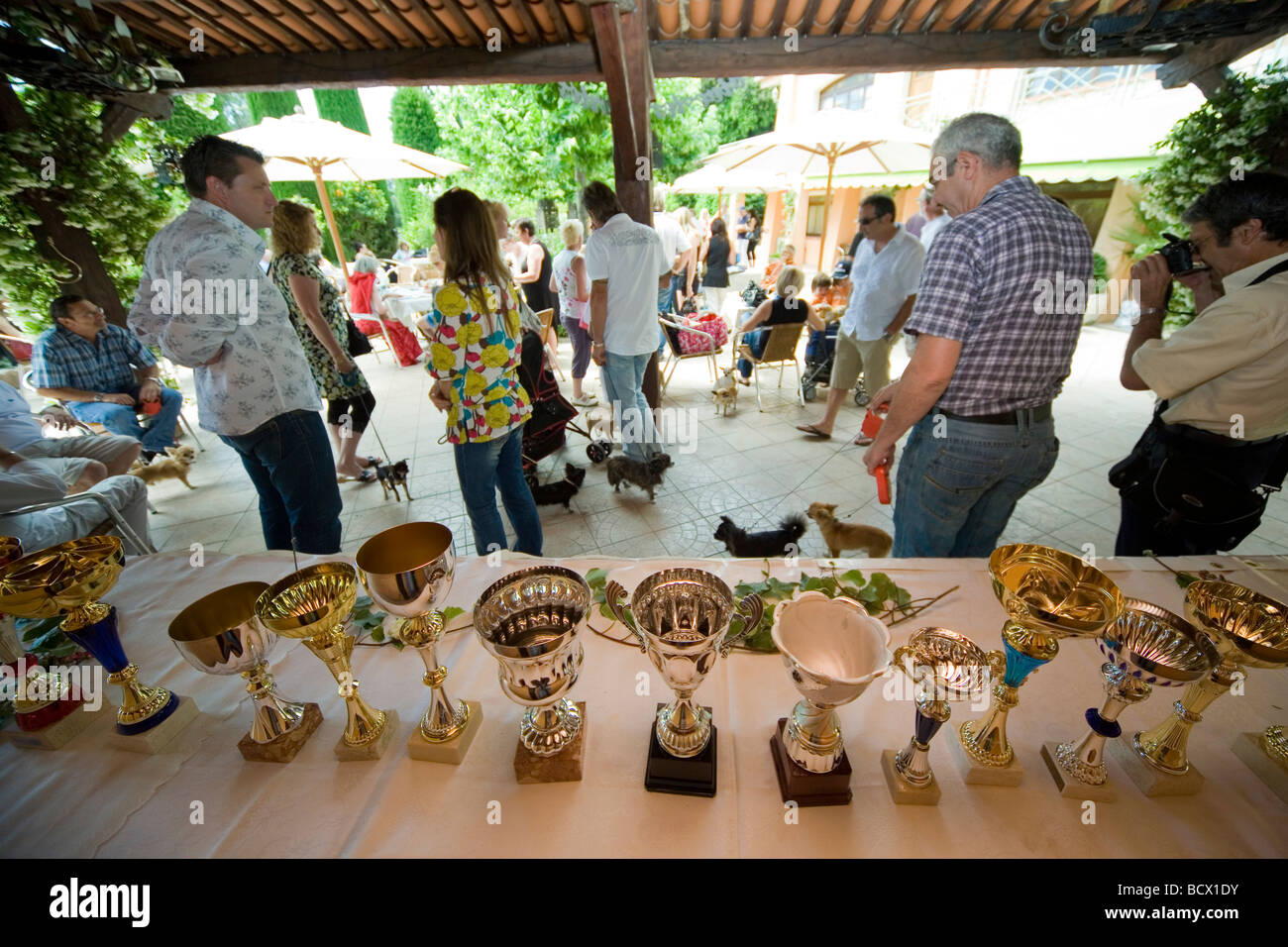 Trophies on display at the annual meeting of the Alpes-Maritimes regional chihuaua owners club, Carros, France, 31 May 2009 Stock Photo