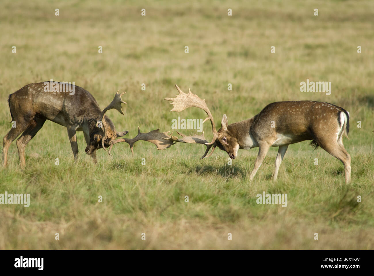 Fallow Bucks Rut Fallow deer bucks or stags fighting in the rut. UK. October, Dama dama ...