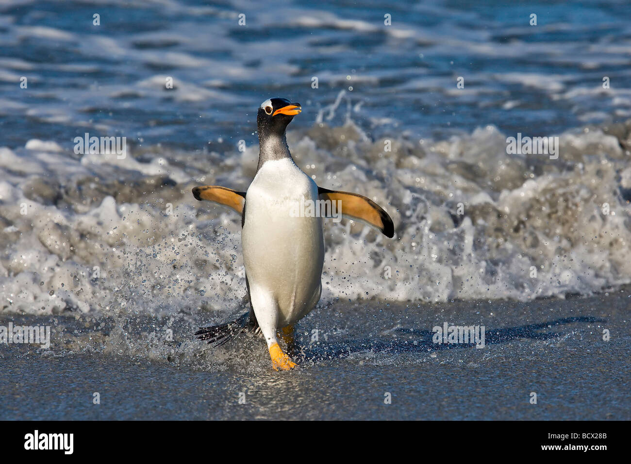 Gentoo Penguin returning from a days fishing Stock Photo