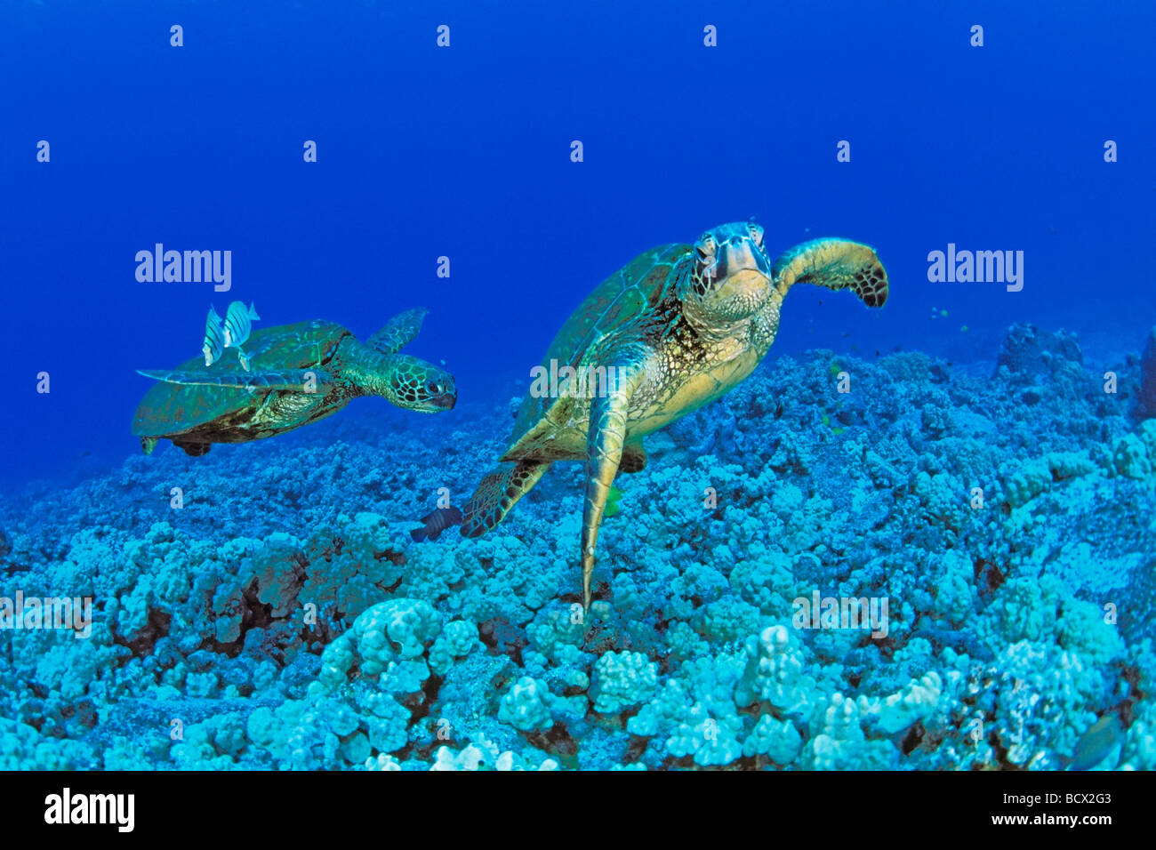 green sea turtle, Chelonia Mydas, Hawaii, USA, Kona, Big Island, Pacific Ocean Stock Photo