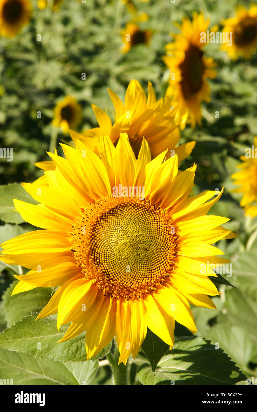 Indian sunflower seeds hires stock photography and images Alamy