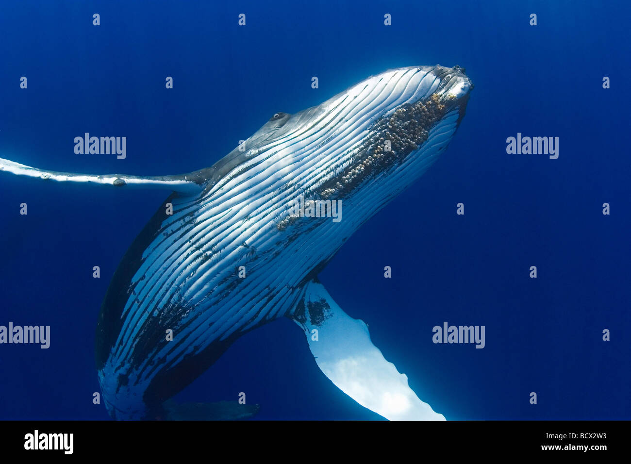 Humpback Whale, Megaptera novaeangliae, Hawaii, USA, Pacific Ocean Stock Photo