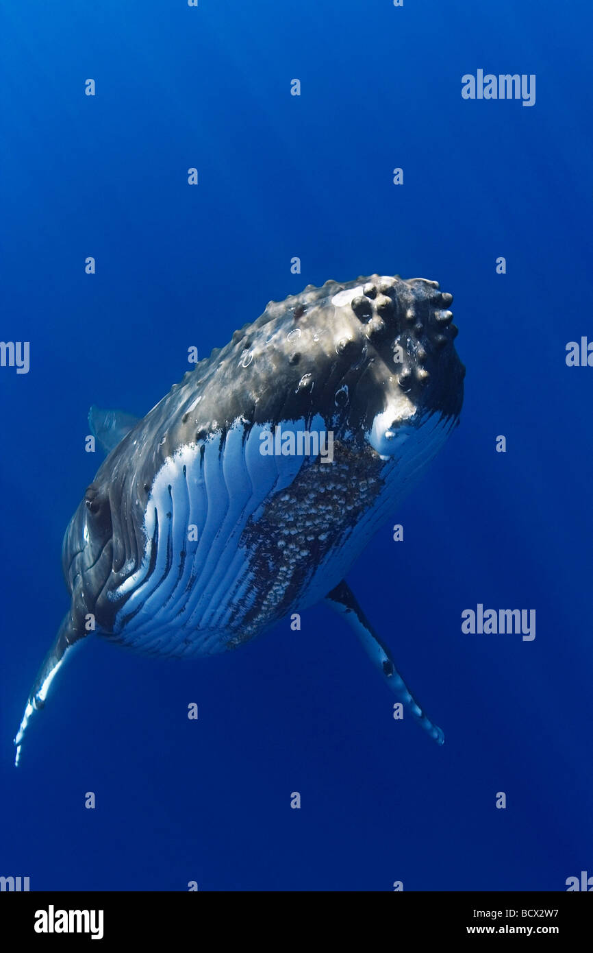 Humpback Whale, Megaptera novaeangliae, Hawaii, USA, Pacific Ocean Stock Photo